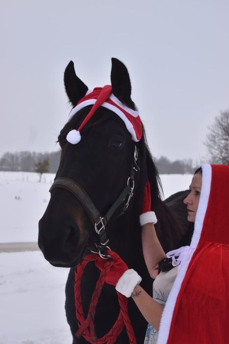 Klacz Śląska nowego typu wpis do księgi głównej gratis osprzęt