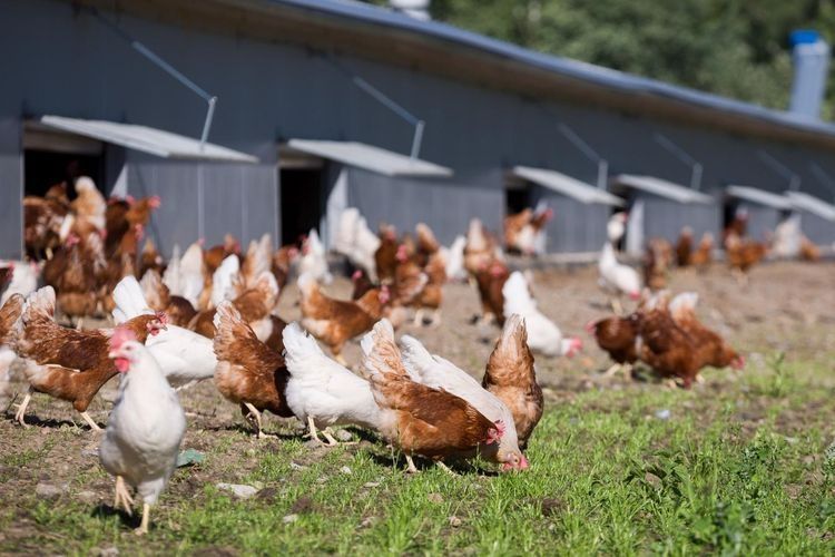 Kury nioski Leghorn Sendi Złotoryja
