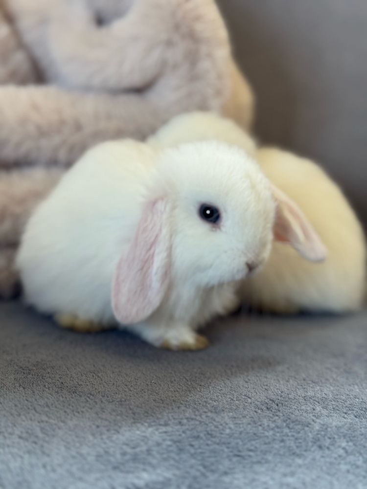 Mini lop hodowla zarejestrowana do odbioru białe niebieskie oczy