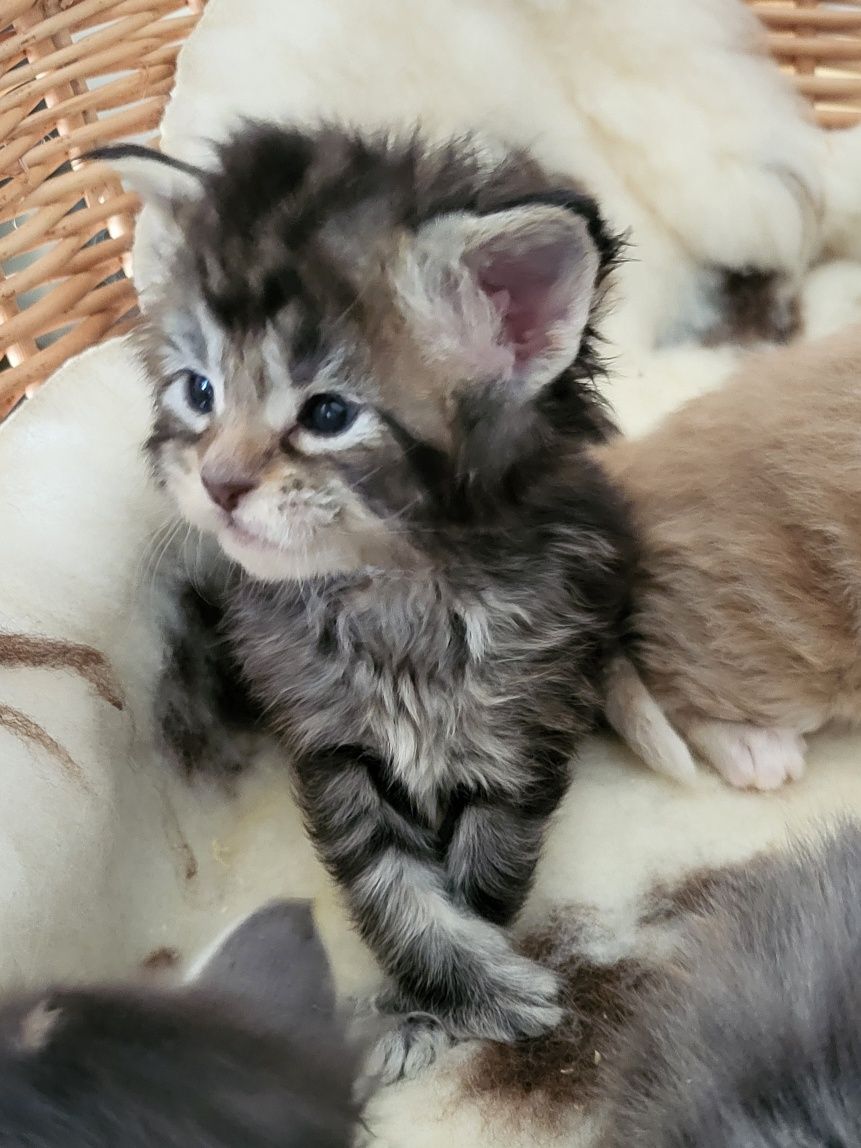 Kotka Maine Coon