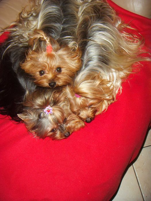 York suczka mini Warszawa yorki