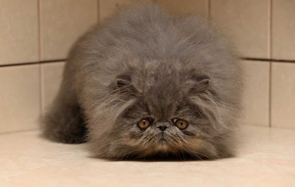 niebieski pers, kot perski, kocięta perskie