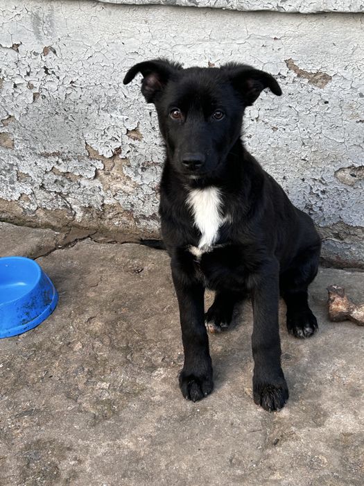 Хлопчик 5місяців,Щеплення від сказу,вихований