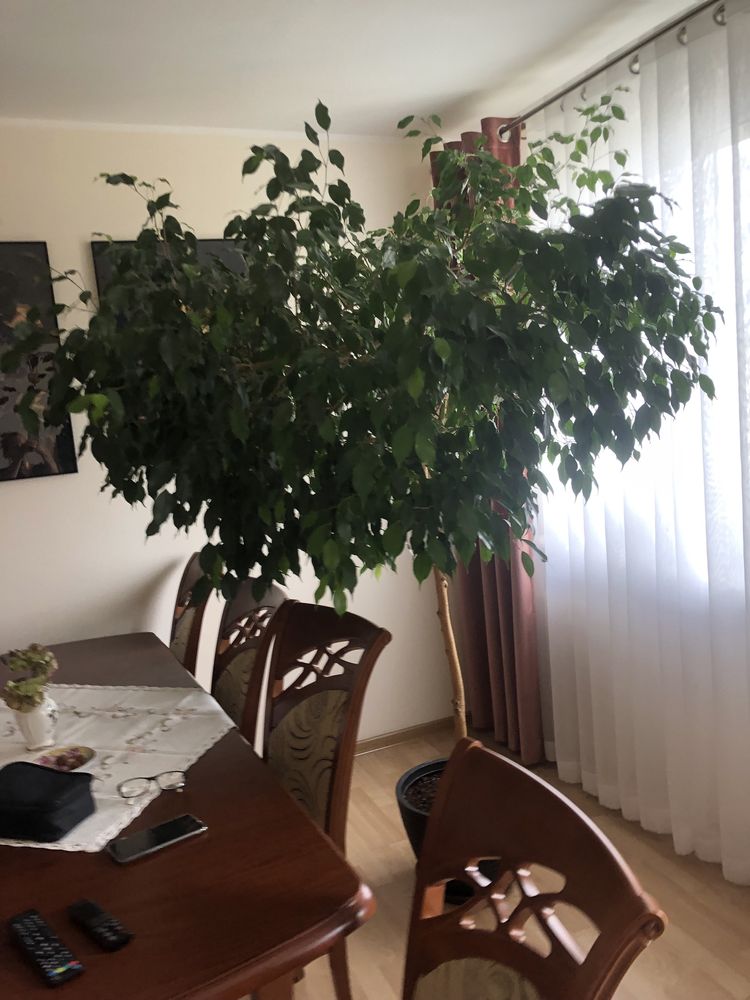 Kwiatek fikus beniaminek