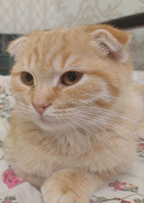 Отдам маленьких котят в хорошие руки.Мама котят веслоухая Британка