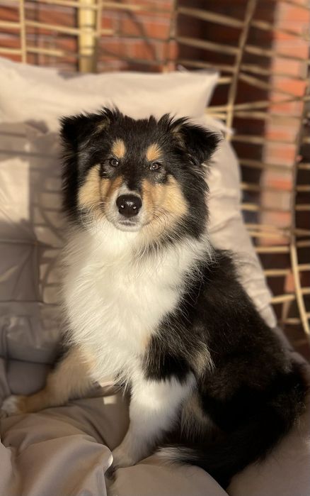 Gotowy do odbioru-Szczeniak Owczarek Szkocki Długowłosy Collie FCI