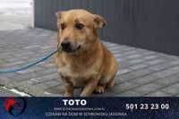 Toto- do adopcji schronisko Jasionka