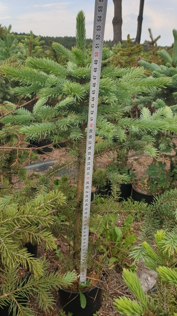 Świerki pospolite 50-70 cm w doniczkach