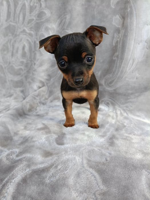 Ratlerek pinczerek miniaturka suczka