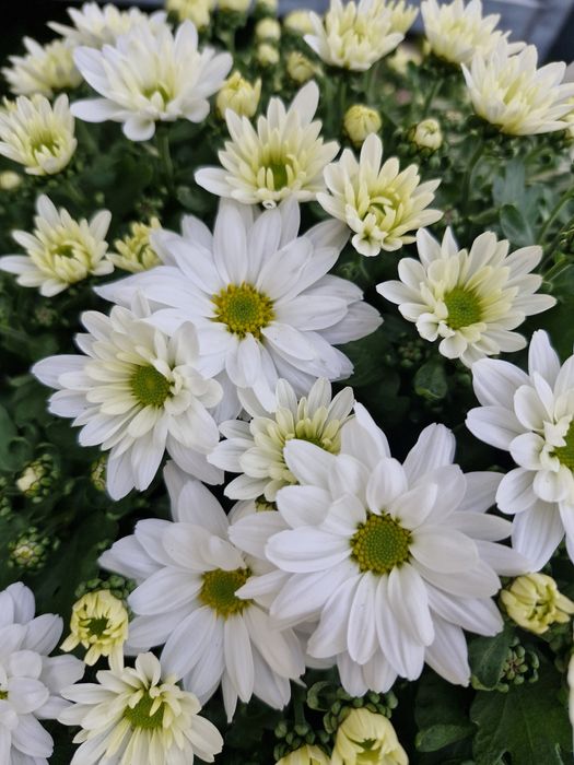 Chryzantemy na wszystkich świętych, chryzantema w doniczce