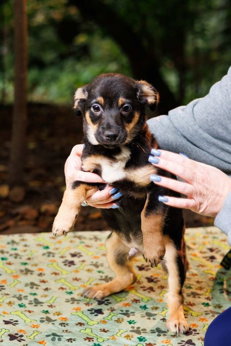 Метис тойтер'єра в добрі руки