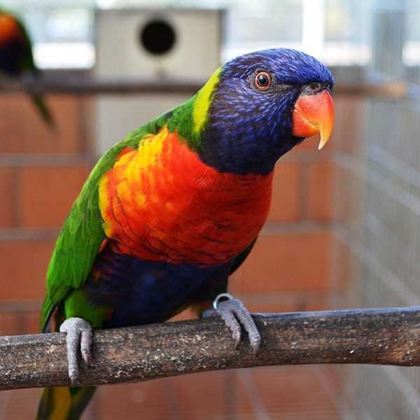 Loris Molucano para ceder