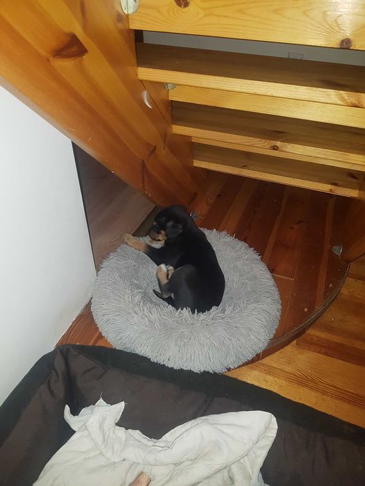 Za darmo do oddania "MALI"