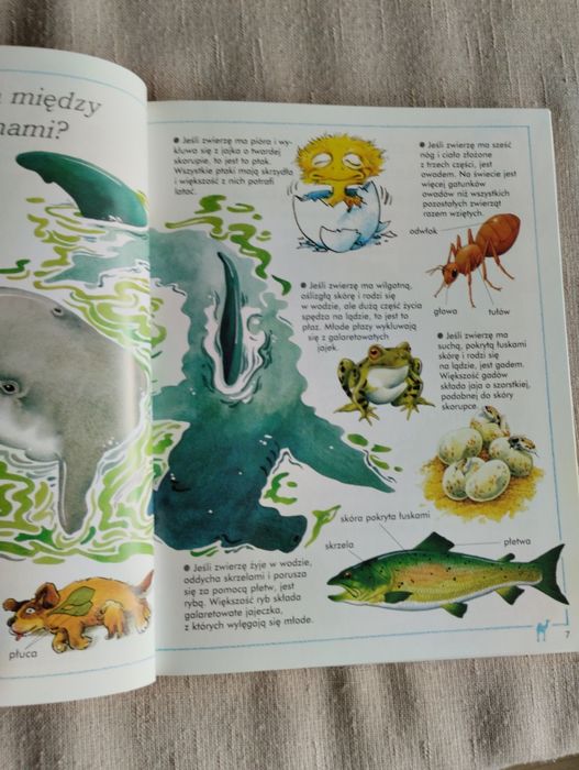 Zwierzęta nas zadziwiają ciekawe dlaczego