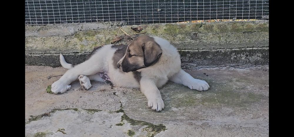 Cão Tipo Cão de Gado Transmontano