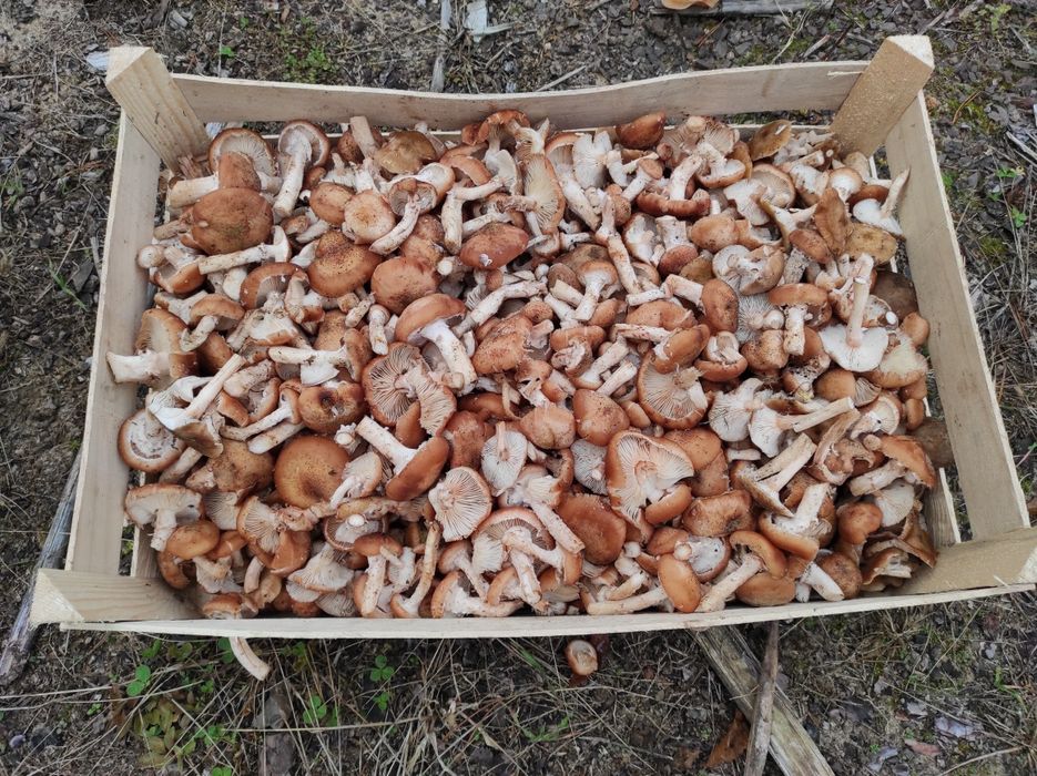 Uzbieram grzyby opieńki