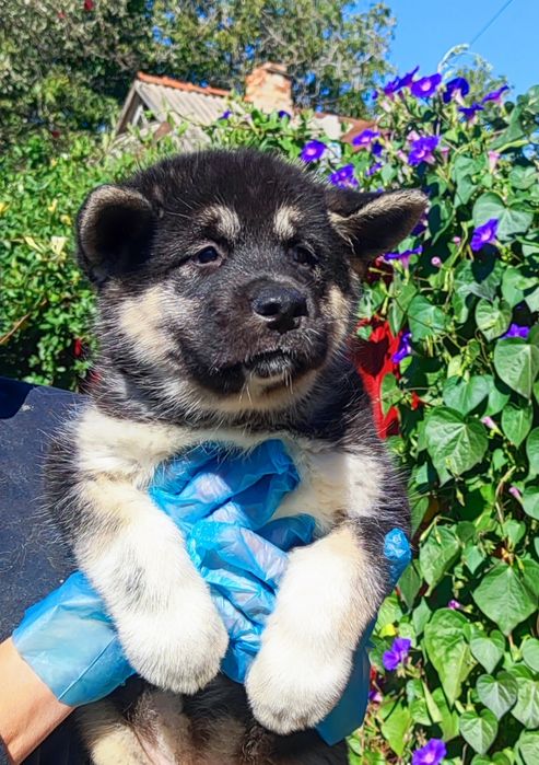 Акіточка! Продам ! Малюки