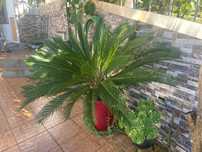Palmeira Cica grande (opção c/ vaso)
