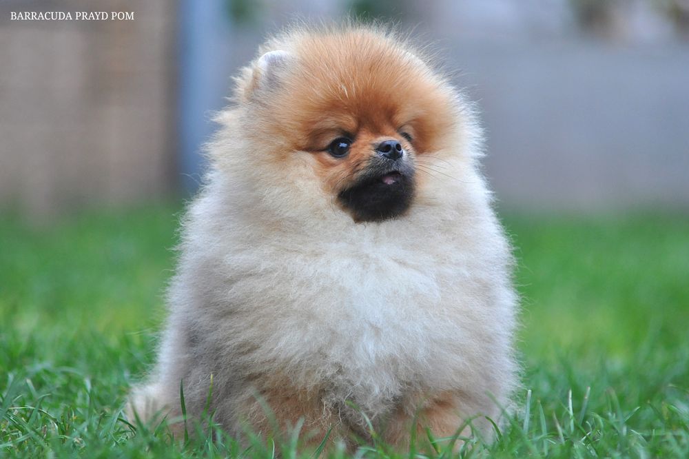 Барракуді далеко до ліси