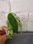Epipremnum pinnatum marble