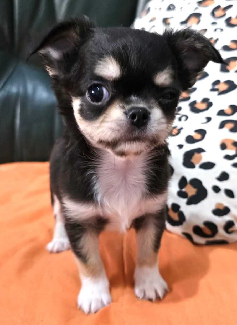 Chihuahua Fêmea, Cor Preto afogueado. Pêlo comprido.