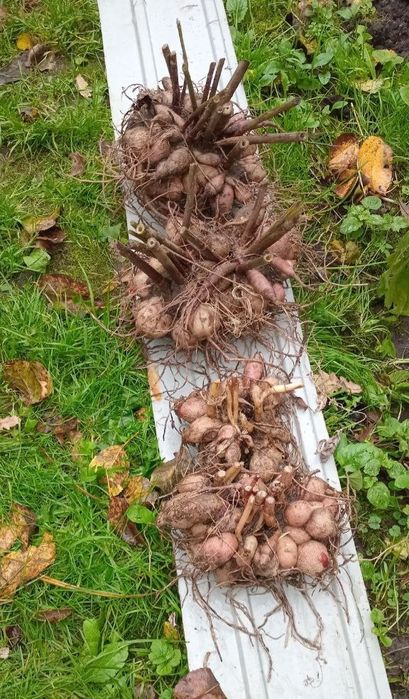 Корінь фіолетових жоржин. Корни георгин. Насіння мальви