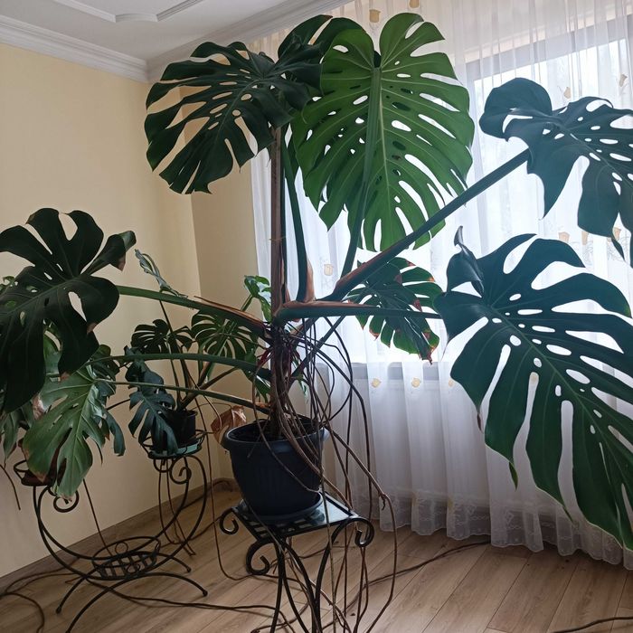 Monstera wielkolistna