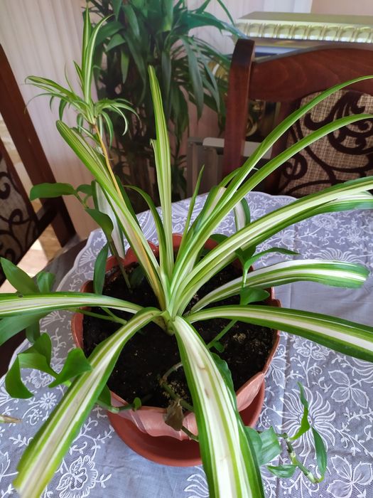 Хлорофитум.   хохлатый, молодое растение