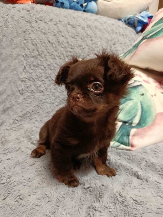 Чихуахуа довшерстна дівчинка