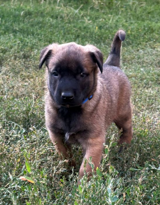 Бельгійська вівчарка малинуа