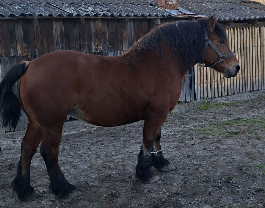 Sprzedam źrebną klacz  zimnokrwistą