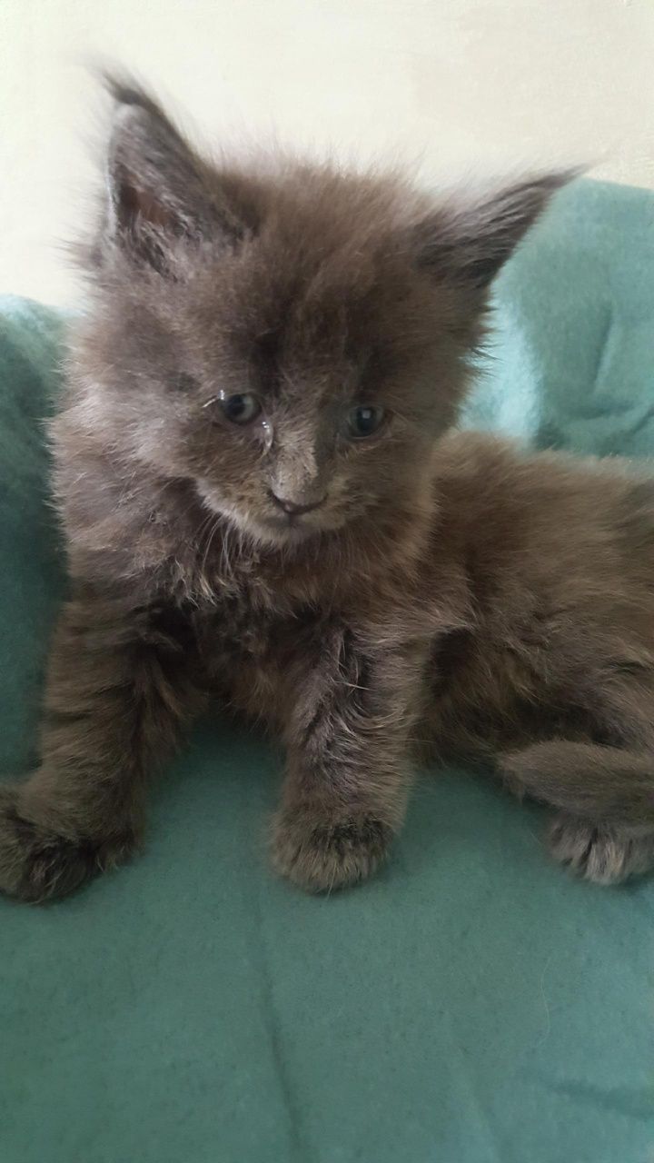 Kocurek Maine Coon-niebieski solid