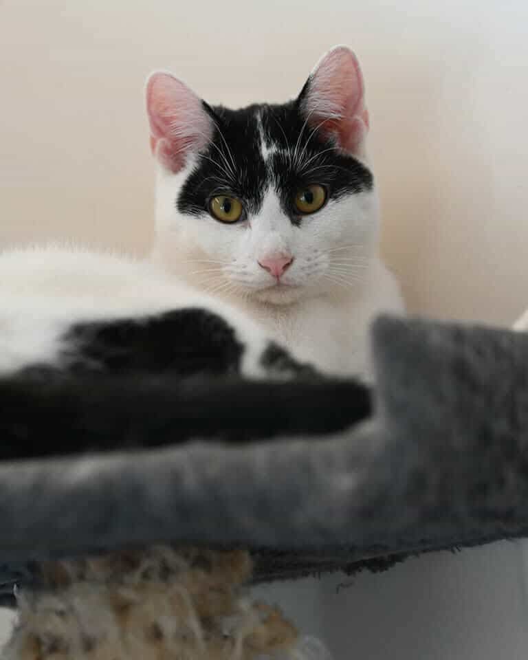 Kocurek do adopcji Loki