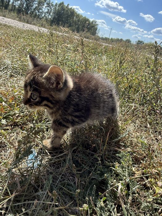 ОТДАЮ Котят 1.5 месяца