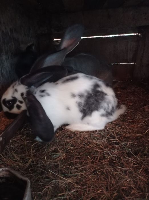 Kroliki młode, mieszance