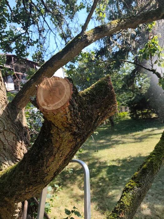 Piła Łańcuchowa Bezszczotkowa Akumulatorowa 6” 2xaku 21v Gałęziówka