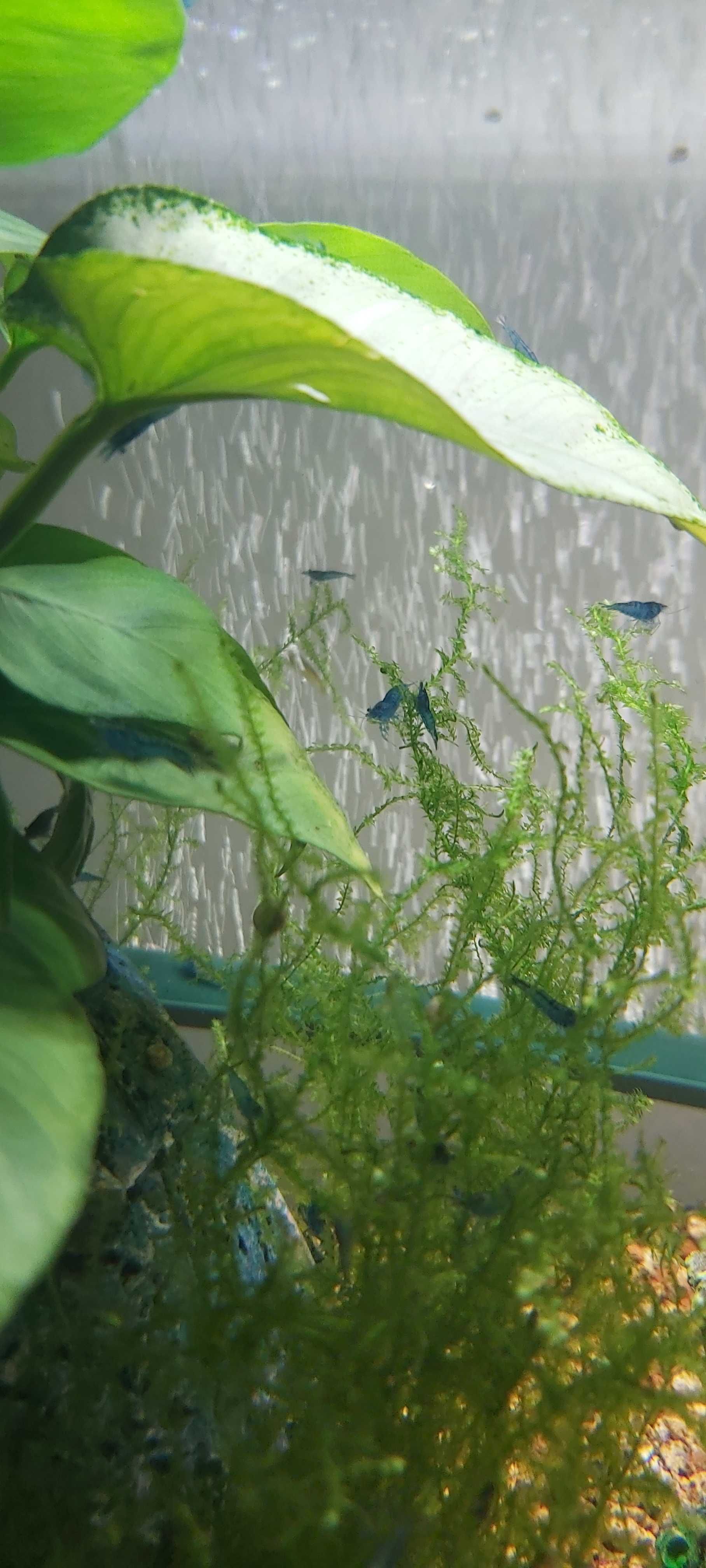 Camarões blue dream e Guppys