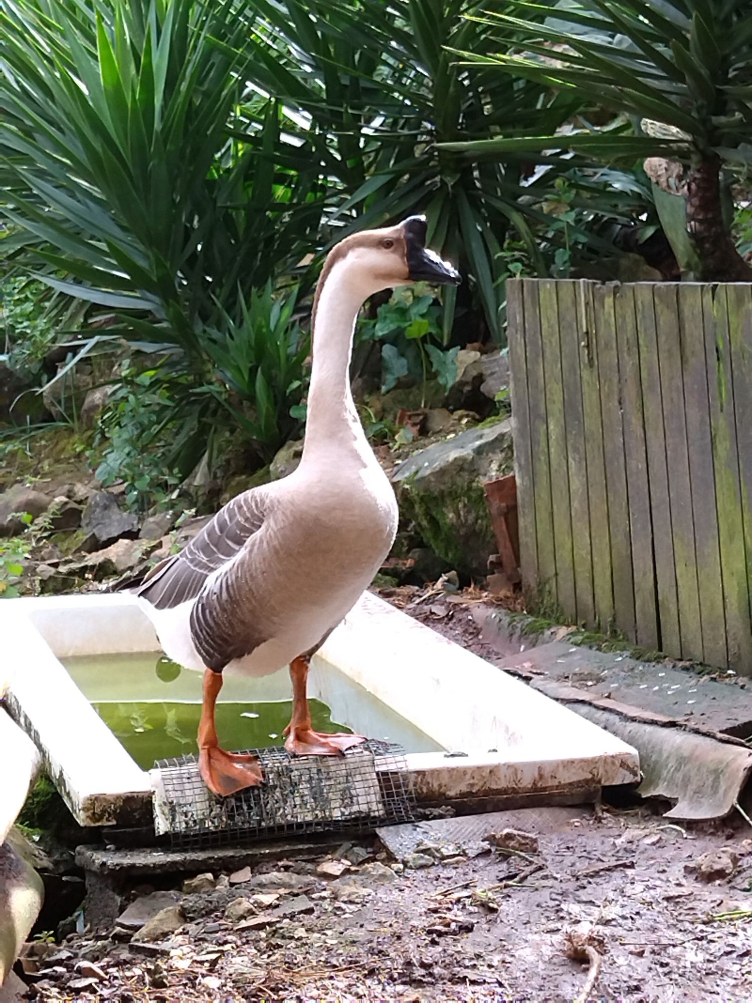 Ovos galados de várias várias raças de galinhas e  ganco da Guiné