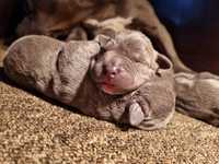 American Staffordshire Terrier