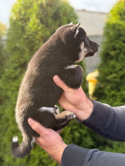 Shiba inu pisek gotowy do odbioru