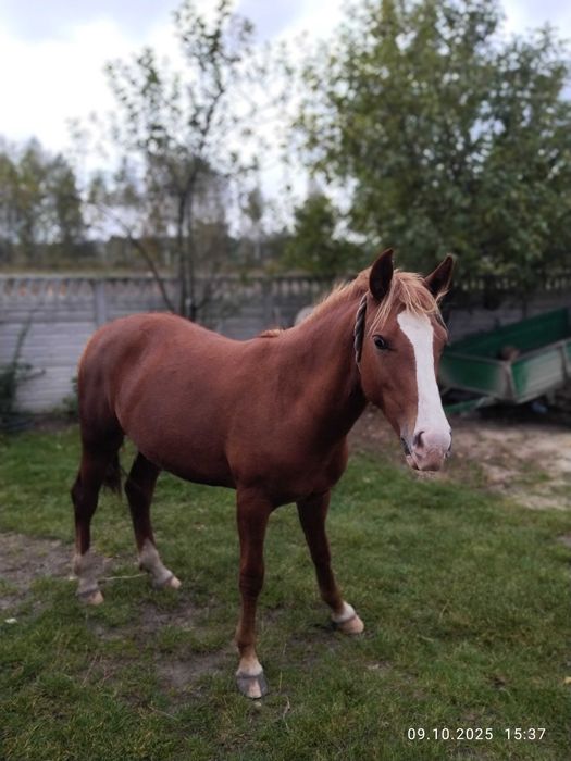 Продам спокійну лошицю