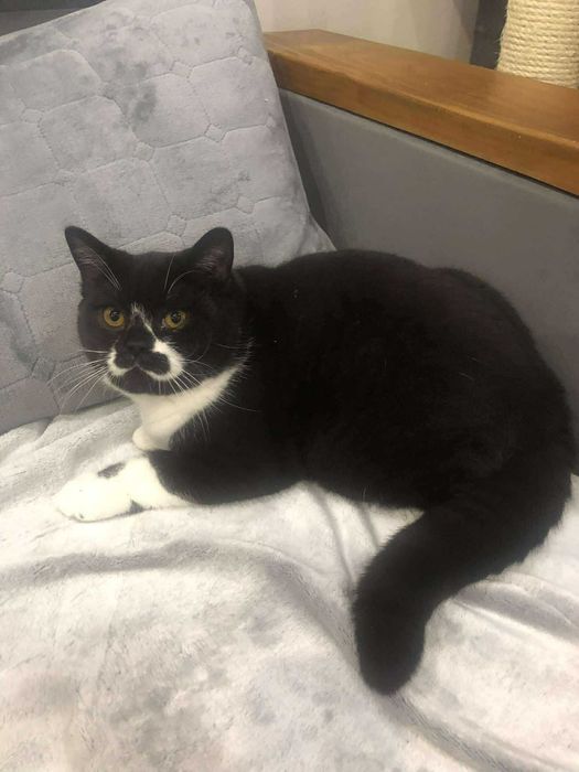 kocur brytyjski z prawdziwym rodowodem Felis Polonia