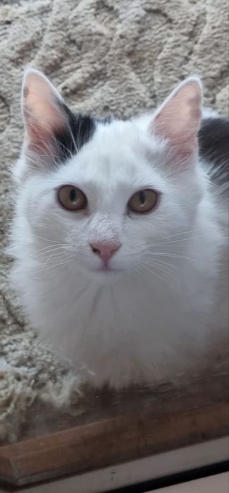 Кошеня хлопчик шукає гарну родину