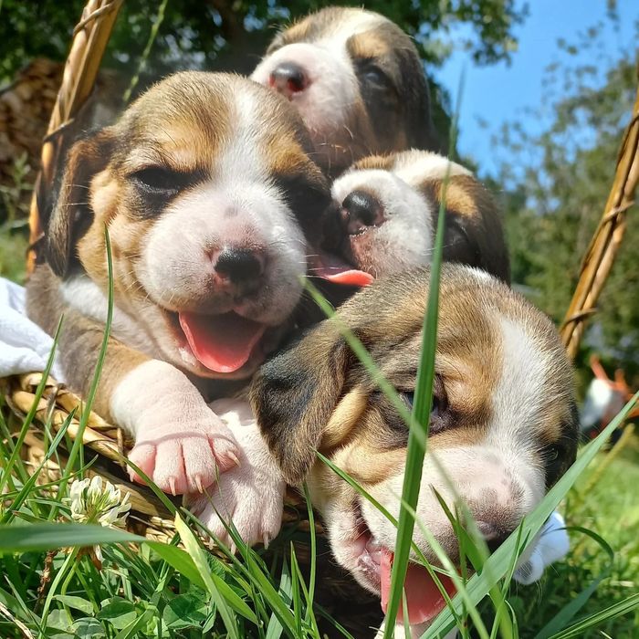 Продам маленьких цуценят бігля