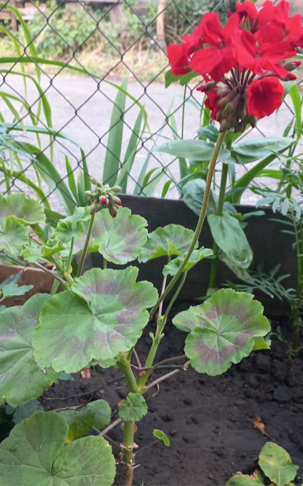 Продам кімнатні квіти.