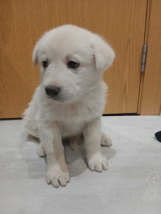 Dou cães 3 machos 3 femeas