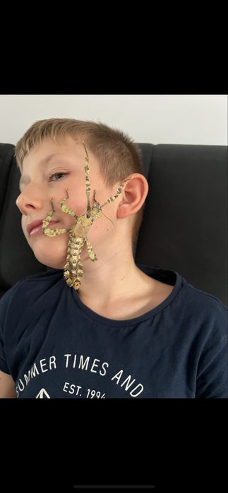 Jaja straszyka australijskiego-30 groszy sztuka