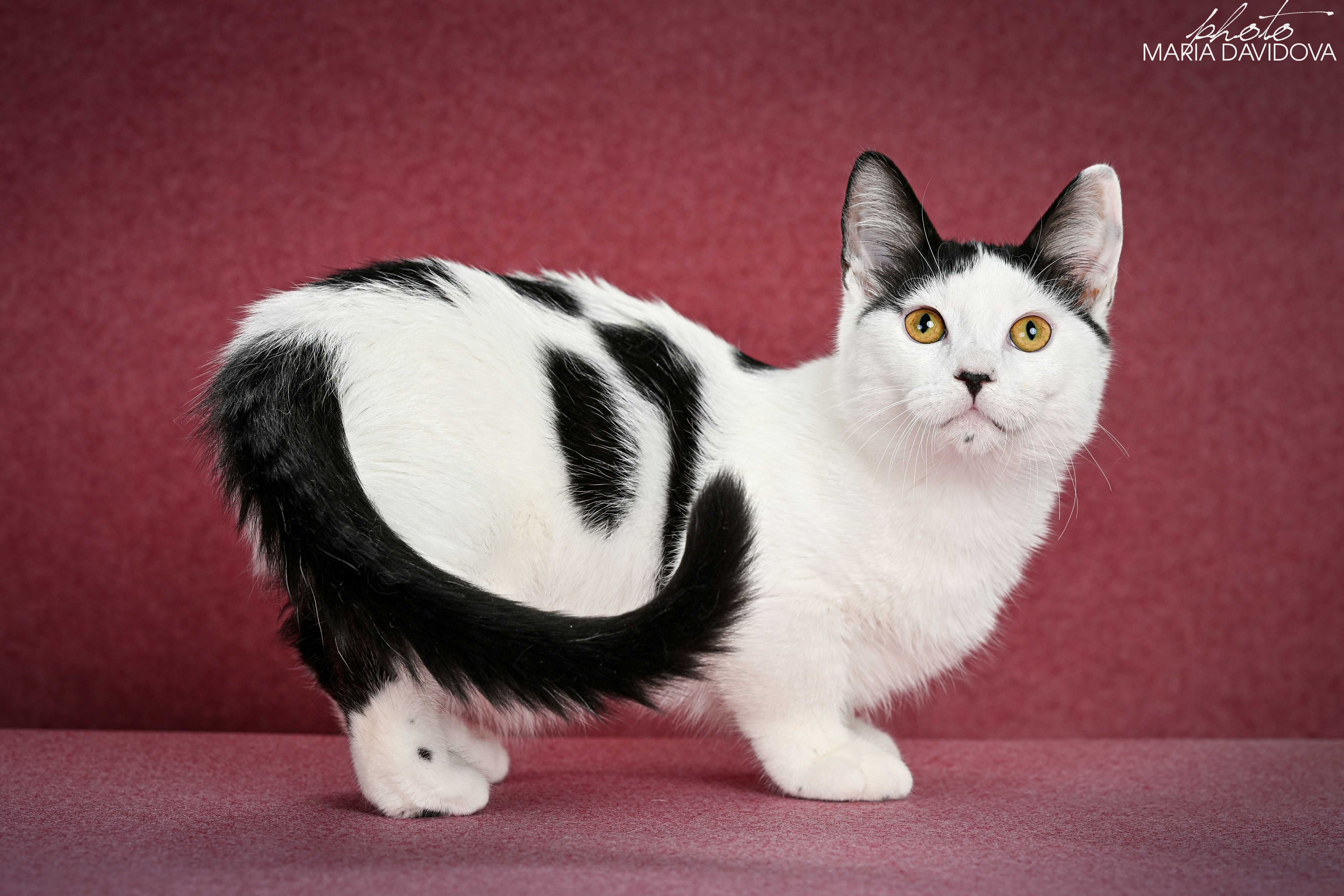 Котик, чье домашнее имя - Любчик ))