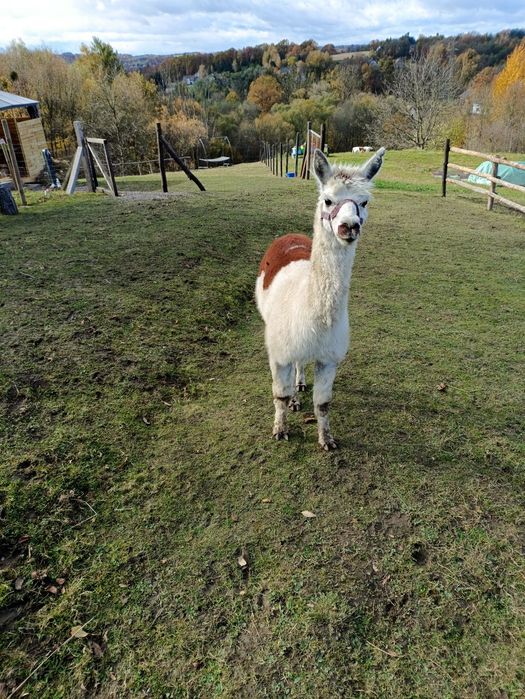 Na sprzedaż samiec alpaki