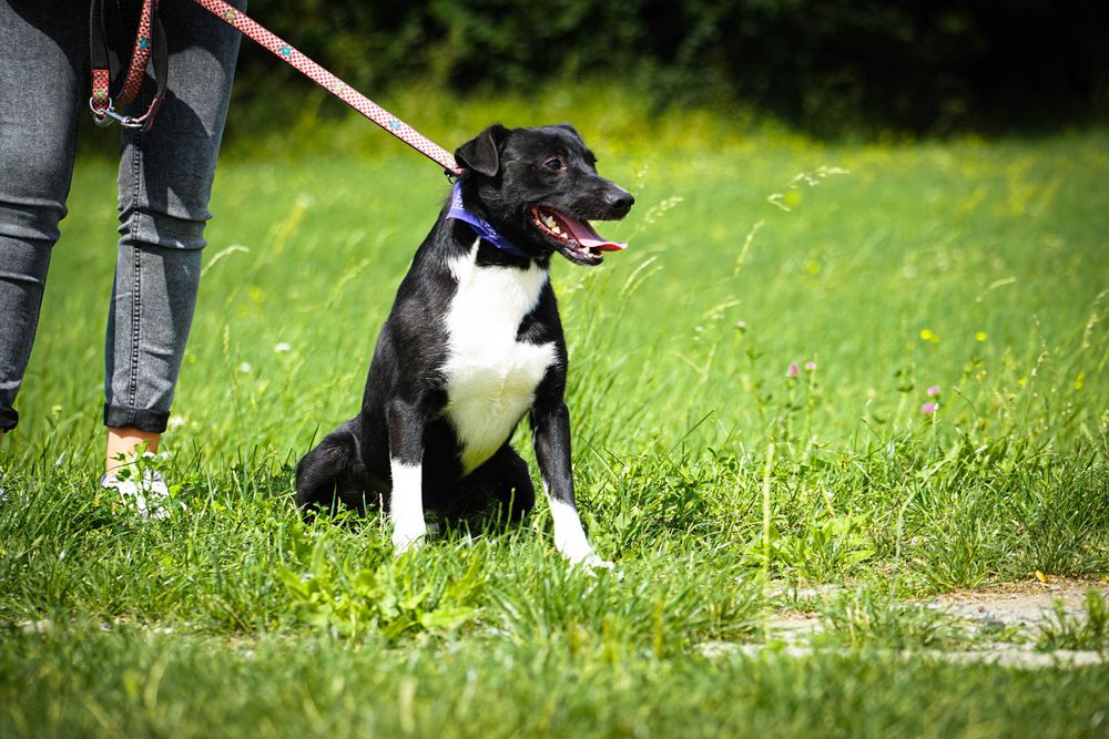 Organek - śliczny, niewielki pies szuka domu